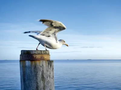 Low consumption values