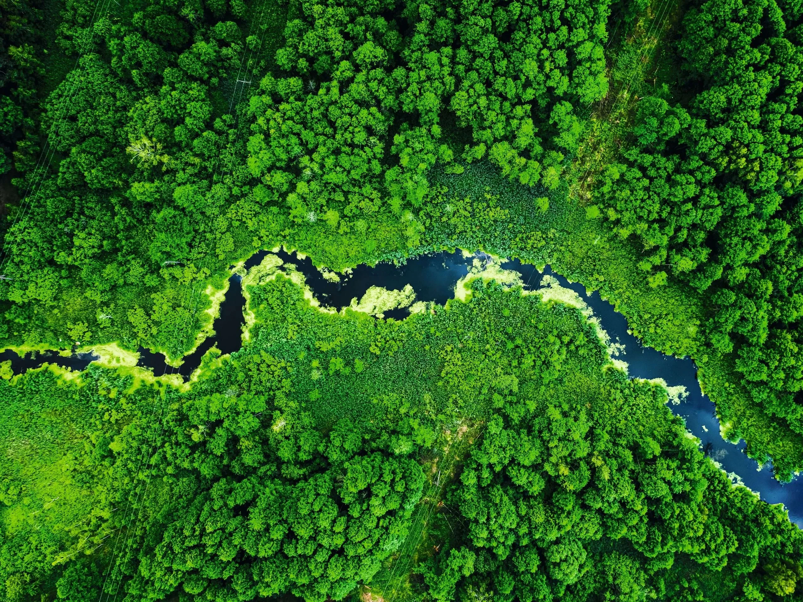 Miele detergents - effective and eco-friendly